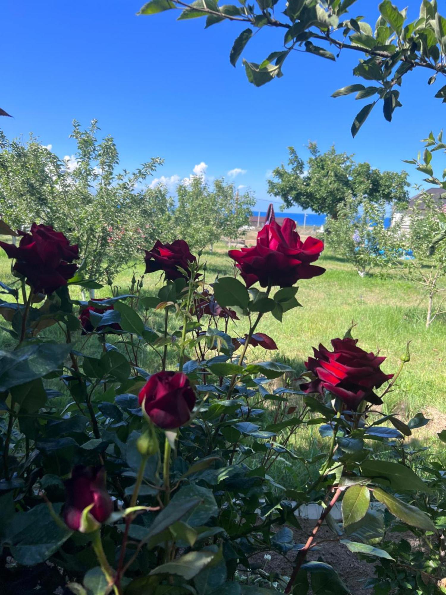Guest House And Yurt Camp "Aktan" Bokonbayevo Dış mekan fotoğraf