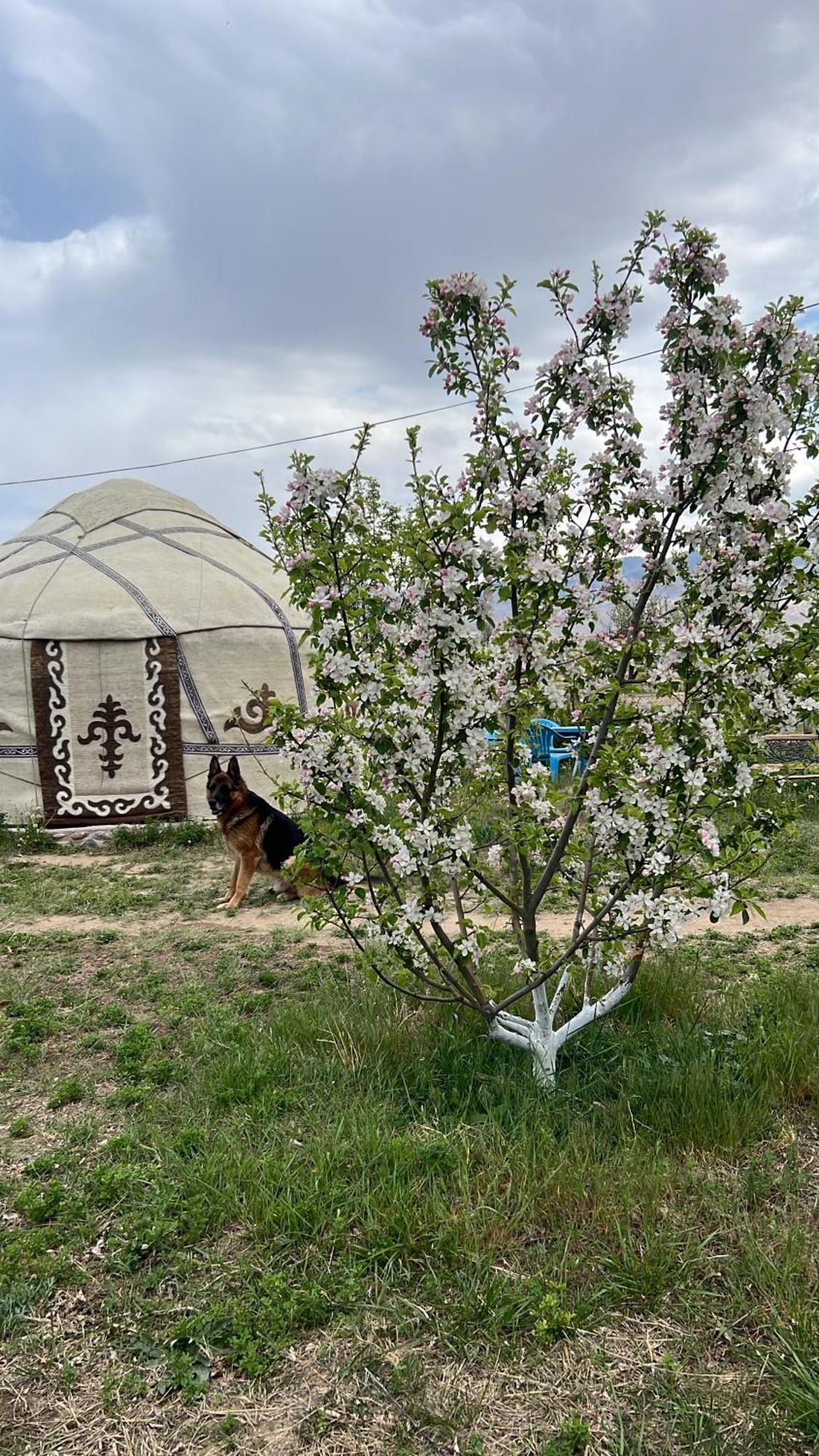 Guest House And Yurt Camp "Aktan" Bokonbayevo Dış mekan fotoğraf